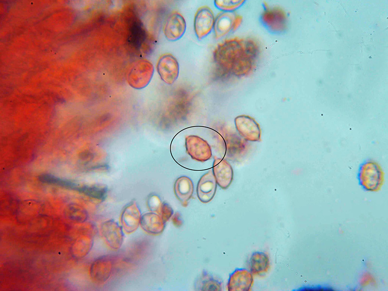 Un fungo corticale da identificare (Lindtneria leucobryophila)